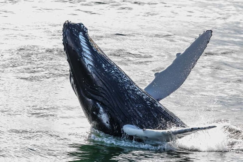 Reykjavik: Whale Watching Tour with Expert Guide - Should you book it?
