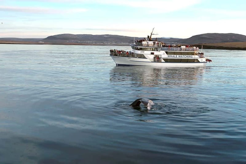 Reykjavik: Whale Watching Tour with Expert Guide - Andrea gives you room to watch