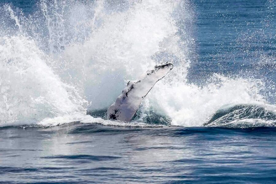 Reykjavik: Whale Watching Tour with Expert Guide - Classic or Express: which boat suits you?