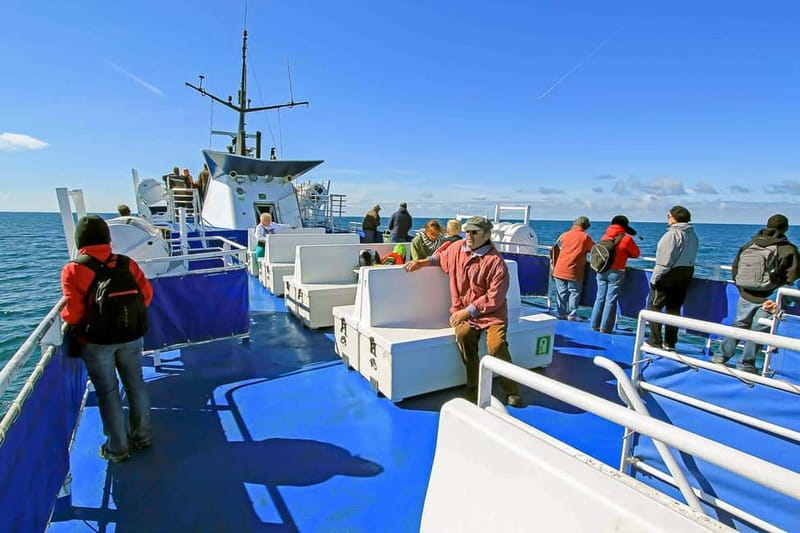 Reykjavik: Whale Watching Tour with Expert Guide - Cold, wind, and seasickness are part of the decision