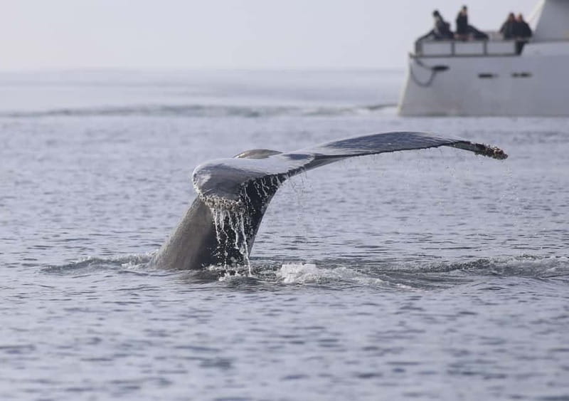 Reykjavik: Whale Watching Tour with Expert Guide - Is $90 a fair price?