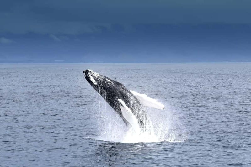 Reykjavik: Whale Watching Tour with Expert Guide - The ride into Faxaflói Bay