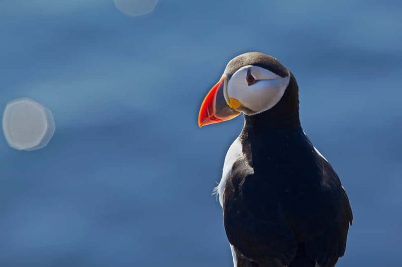 Reykjavik: Whales and Puffins Express Cruise Combo Tour - Two Reykjavík cruises, two very different wildlife experiences