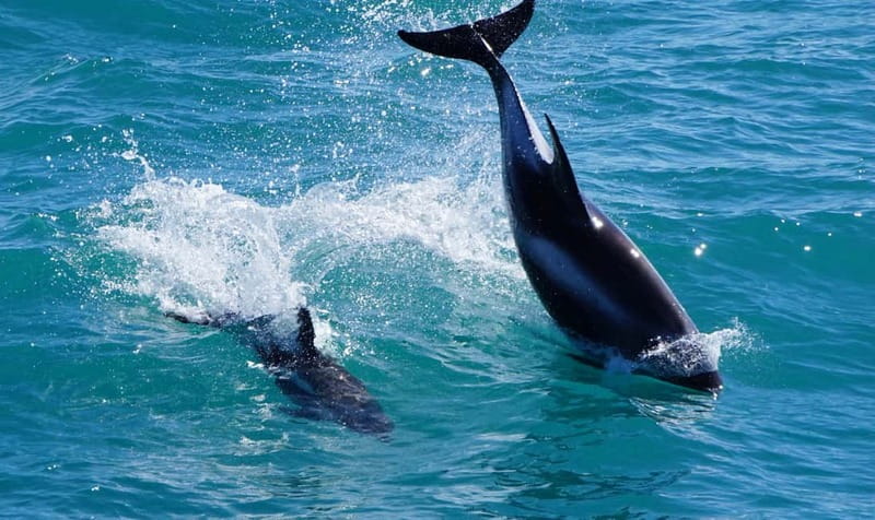 Reykjavik: Whales and Puffins Express Cruise Combo Tour - Should you book the Reykjavík Whales and Puffins Express Combo?
