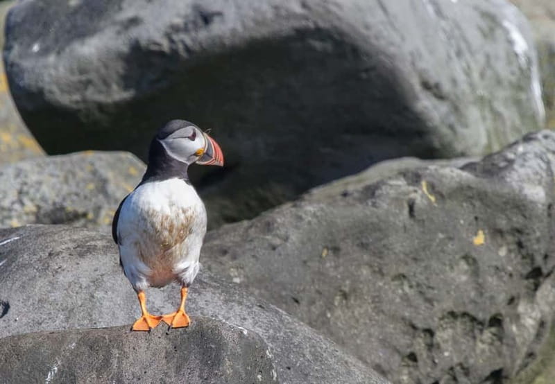 Reykjavik: Whales and Puffins Express Cruise Combo Tour - Old Skúli and the puffin islands