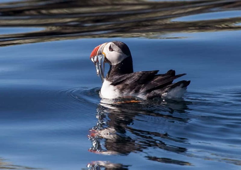 Reykjavik: Whales and Puffins Express Cruise Combo Tour - What you may see in Faxaflói Bay