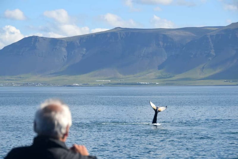 Reykjavik: Whales and Puffins Express Cruise Combo Tour - How the harbor transfer works