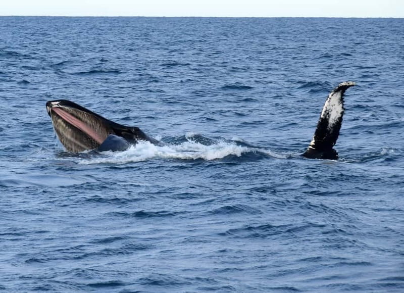 Reykjavik: Whales and Puffins Express Cruise Combo Tour - Getting real value from the $148 price