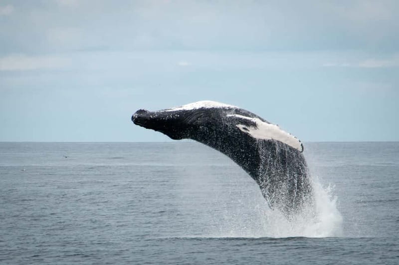 Reykjavik: Whales and Puffins Express Cruise Combo Tour - Who should book this combo?