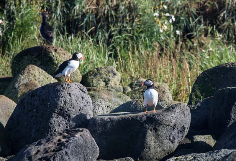 Reykjavik: Whales and Puffins Express Cruise Combo Tour - Booking details worth checking