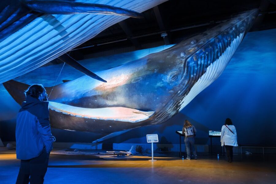 Reykjavik: Whales of Iceland Museum Entrance Ticket - Walking beneath the blue whale model