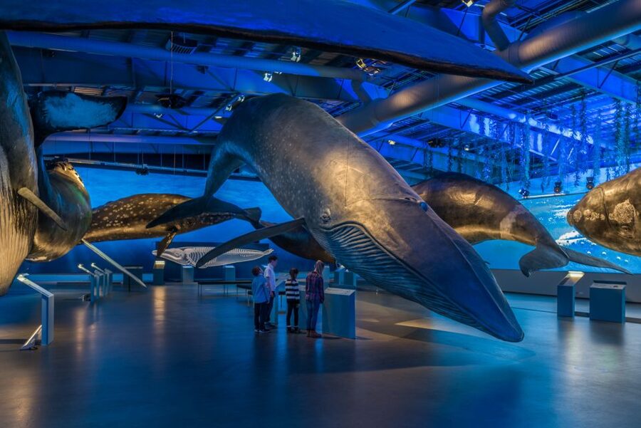 Reykjavik: Whales of Iceland Museum Entrance Ticket - Interactive stations for curious children and adults