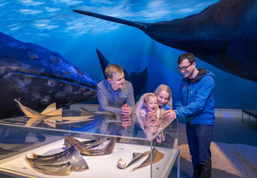 Reykjavik: Whales of Iceland Museum Entrance Ticket - What you will and will not see