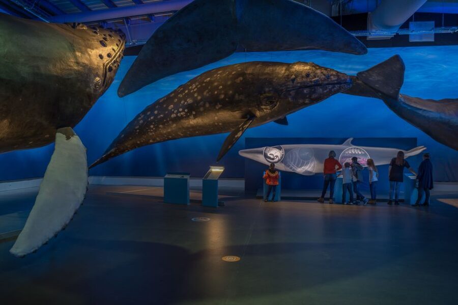 Reykjavik: Whales of Iceland Museum Entrance Ticket - Planning your visit at Fiskislóð 23