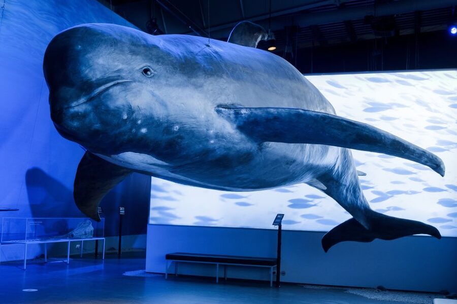 Reykjavik: Whales of Iceland Museum Entrance Ticket - What the audio guide adds