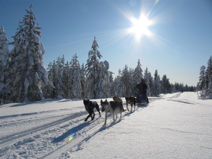 Rovaniemi: Apukka Husky Adventure - Key points to know before you go