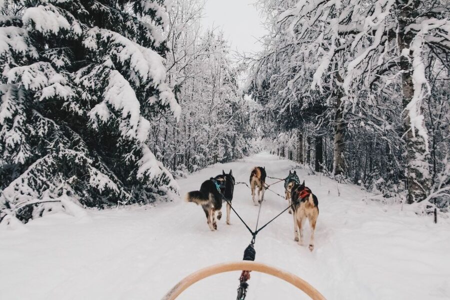 Rovaniemi: Apukka Husky Adventure - Why this husky safari feels more hands-on