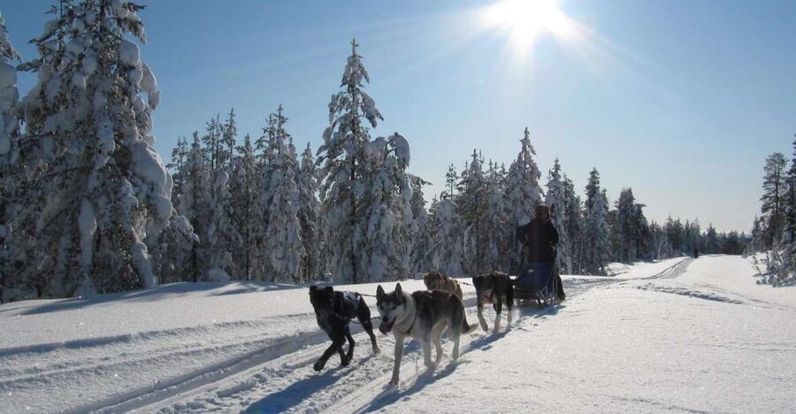 Rovaniemi: Apukka Husky Adventure - Staying warm in Lapland weather