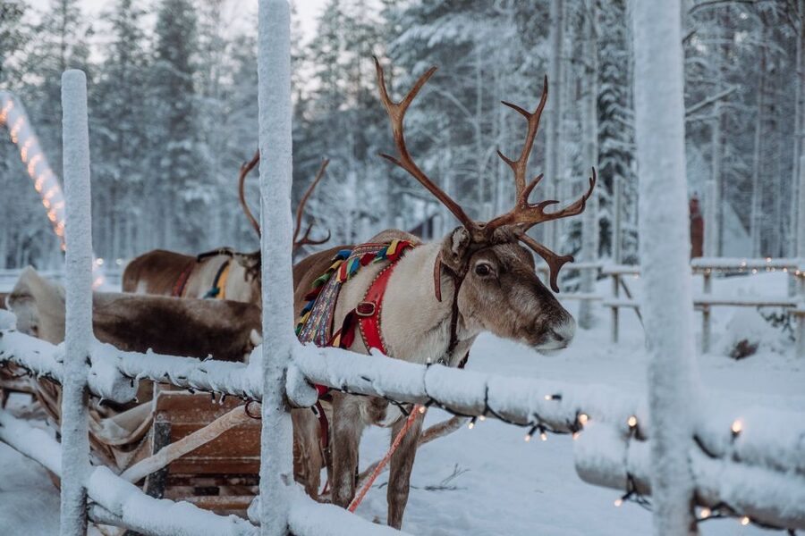 Rovaniemi: Apukka Reindeer Journey - What the Apukka reindeer journey is really like