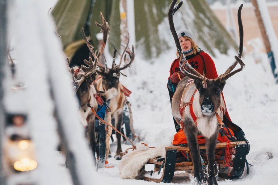 Rovaniemi: Apukka Reindeer Sleigh Ride at Night - The forest route after dark