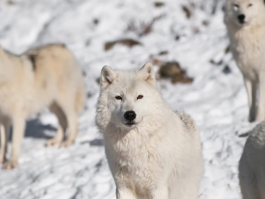 Rovaniemi: Arctic Animals Sleigh Rides and Wildlife Zoo - Two sleigh rides, two very different animal encounters