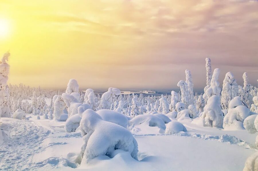 Rovaniemi: Arctic Animals Sleigh Rides and Wildlife Zoo - What makes Ranua Wildlife Park worth the drive