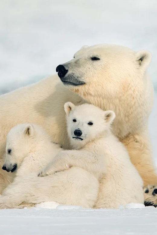 Rovaniemi: Arctic Animals Sleigh Rides and Wildlife Zoo - Lunch in the forest, with realistic expectations