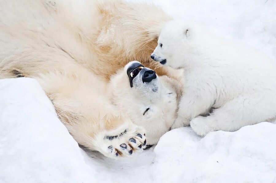 Rovaniemi: Arctic Animals Sleigh Rides and Wildlife Zoo - Is $340 a fair price?