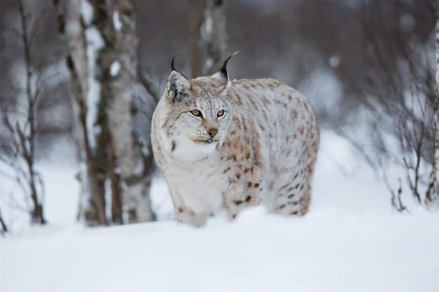 Rovaniemi: Arctic Animals Sleigh Rides and Wildlife Zoo - Timing, group rules, and what to bring mentally