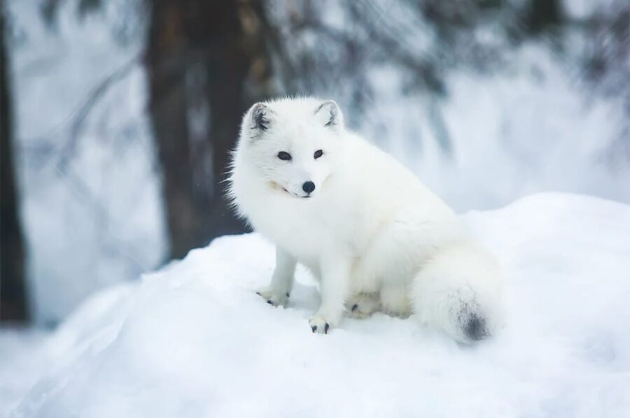 Rovaniemi: Arctic Animals Sleigh Rides and Wildlife Zoo - Who will enjoy this day most?