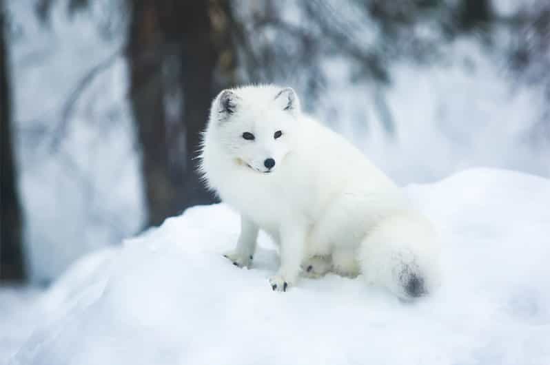 Rovaniemi: Arctic Animals Sleigh Rides and Wildlife Zoo - Should you book the Ranua and sleigh ride tour?