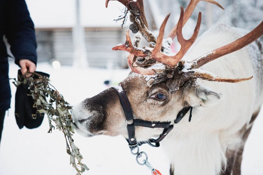 Rovaniemi: Arctic Circle Highlights by Snowmobile - Reindeer sleighs and a glimpse of herding life