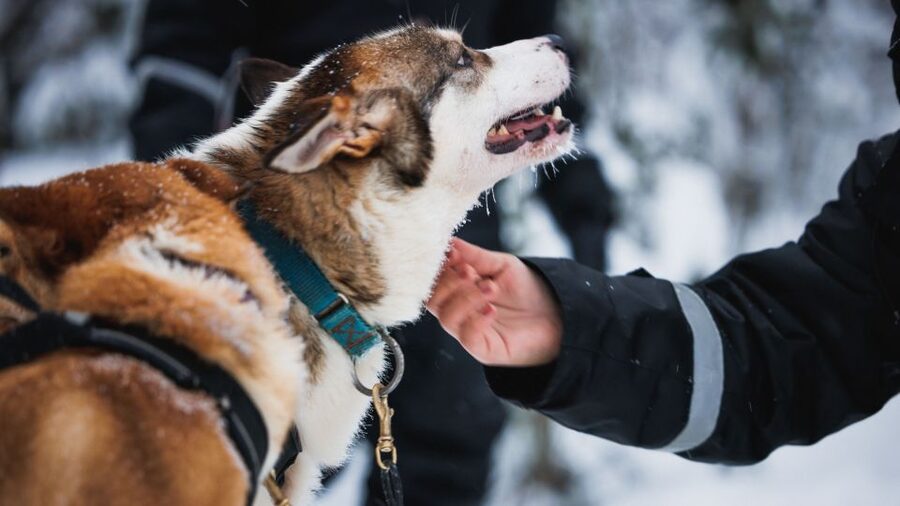 Rovaniemi: Arctic Circle Highlights by Snowmobile - Starting at the Arctic Circle Snowmobile Park