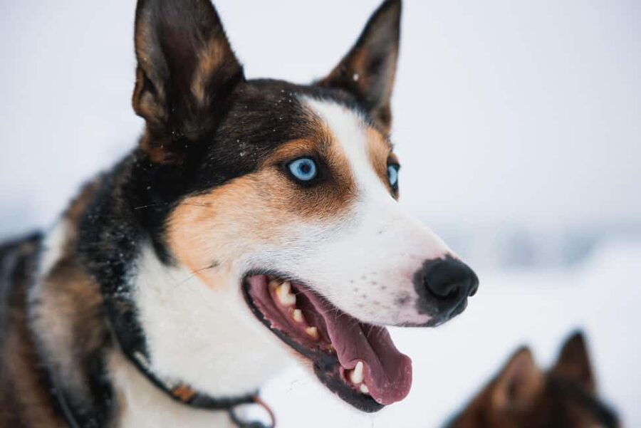 Rovaniemi: Arctic Circle Long Trail Husky Adventure - Taking the reins on a 7 km husky safari