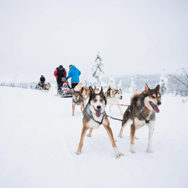 Rovaniemi: Arctic Circle Long Trail Husky Adventure - My verdict on the Arctic Circle Long Trail Husky Adventure