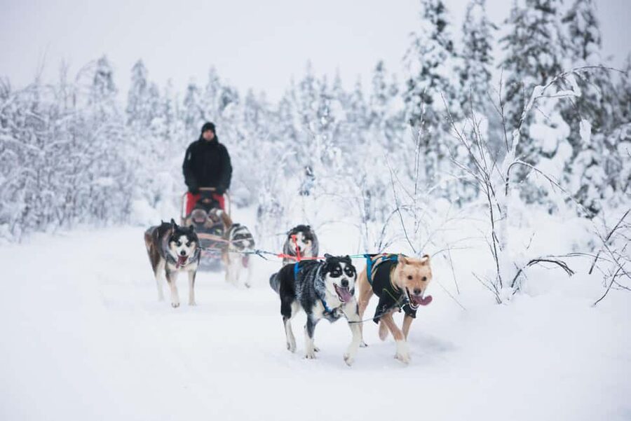 Rovaniemi: Arctic Circle Long Trail Husky Adventure - What the short itinerary feels like