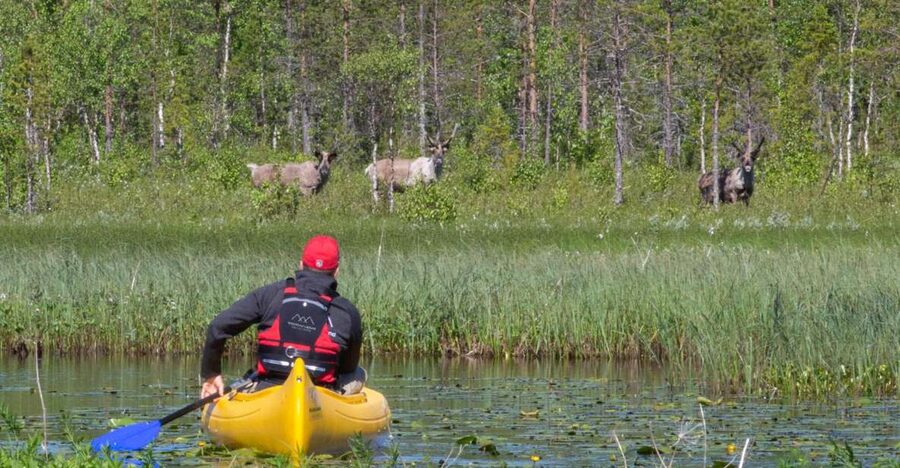 Rovaniemi: Authentic Reindeer Farm & Canoeing - Key points to know before booking