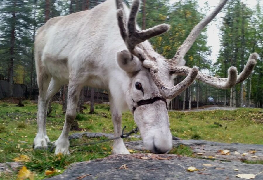 Rovaniemi: Authentic Reindeer Farm & Canoeing - Campfire stories, hot drinks, and the human side of herding