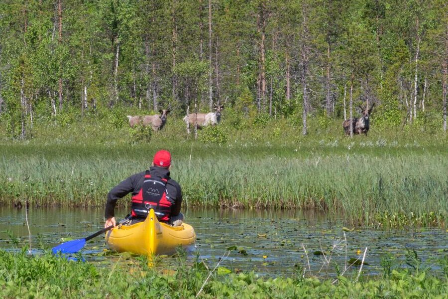 Rovaniemi: Authentic Reindeer Farm & Canoeing - Meeting the reindeer near Rovaniemi