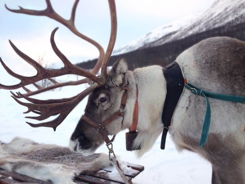 Rovaniemi: Authentic Reindeer Farm Visit & Short Sleigh Ride - Feeding the Reindeer and Getting Close