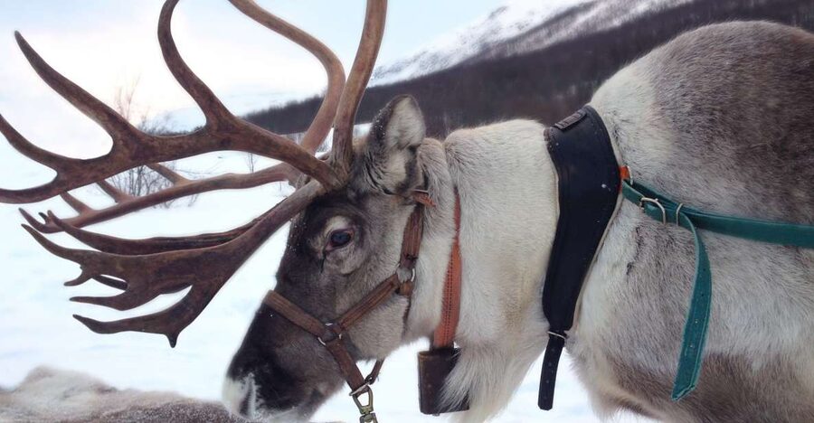 Rovaniemi: Authentic Reindeer Farm Visit & Short Sleigh Ride - A Fire, Berry Juice, and Stories in the Kota