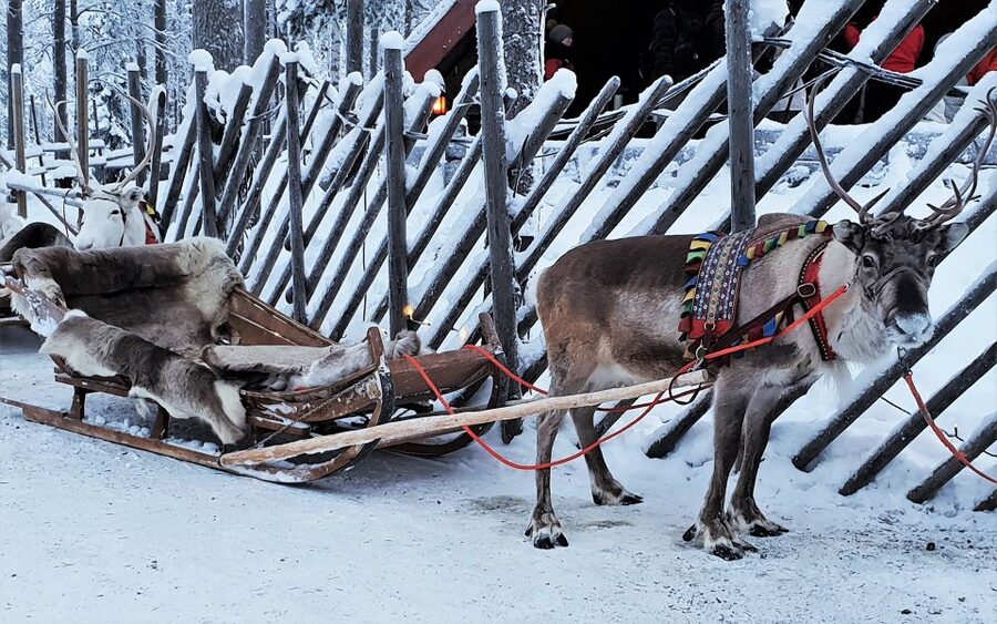 Rovaniemi: Authentic Reindeer Farm Visit & Short Sleigh Ride - The 400-Meter Sleigh Ride