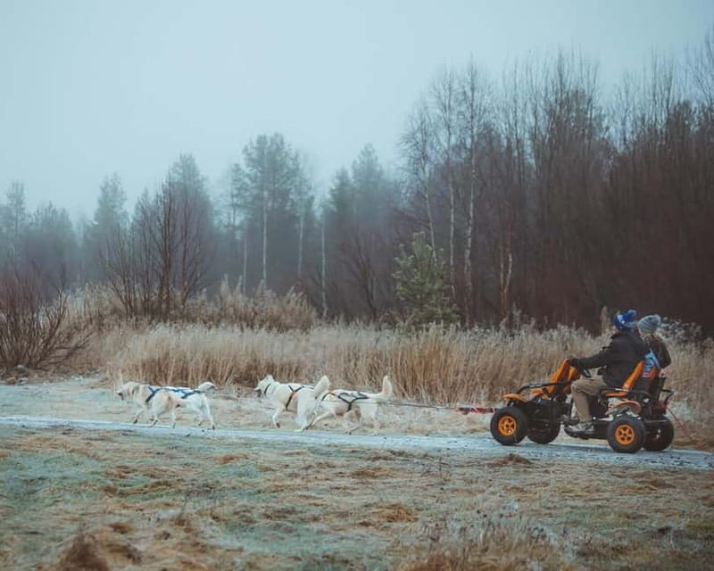 Rovaniemi: Autumn Husky Ride on Wheels - Why a wheeled husky ride works in autumn