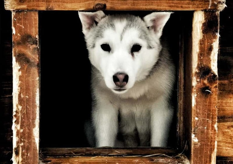 Rovaniemi: Autumn Husky Ride on Wheels - Getting to Apukka Resort and the husky farm