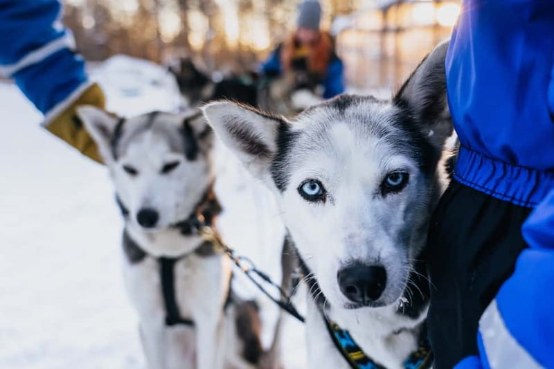 Rovaniemi: Autumn Husky Ride on Wheels - The 3 km cart ride through autumn scenery