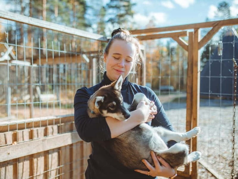Rovaniemi: Autumn Husky Ride on Wheels - Practical details that can make the day easier