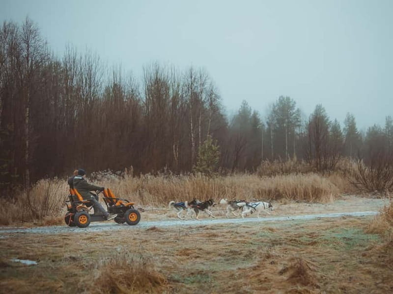 Rovaniemi: Autumn Husky Ride on Wheels - Should you book the autumn husky ride?