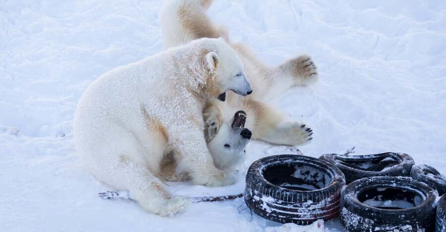 Rovaniemi: Day at Ranua Wildlife Park Arctic Zoo - Key points to know before you go