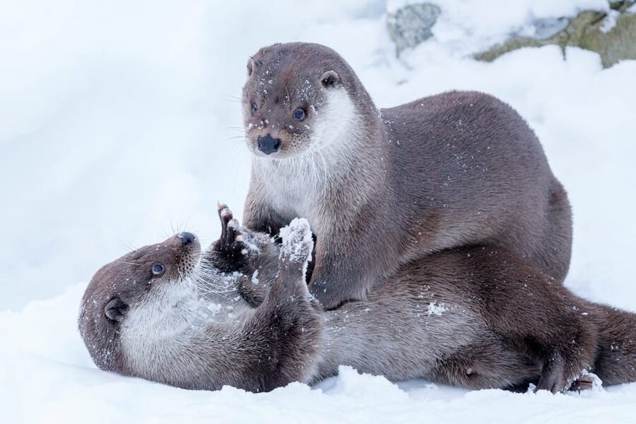 Rovaniemi: Day at Ranua Wildlife Park Arctic Zoo - Why Ranua makes a good day trip from Rovaniemi