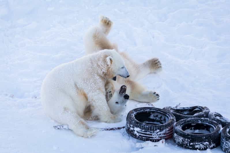 Rovaniemi: Day at Ranua Wildlife Park Arctic Zoo - Should you book the Ranua day trip?